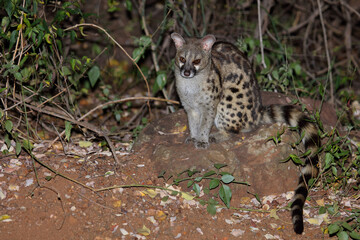 Südliche Großfleck-Ginsterkatze / South African large-spotted genet / Genetta tigrina