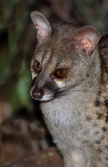 Südliche Großfleck-Ginsterkatze / South African large-spotted genet / Genetta tigrina