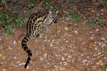 Südliche Großfleck-Ginsterkatze / South African large-spotted genet / Genetta tigrina
