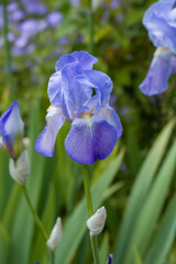 pretty purple and white flower of Iriis pallida the Dalmatian iris