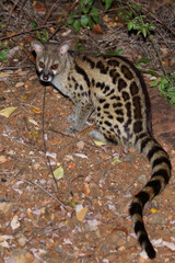 Südliche Großfleck-Ginsterkatze / South African large-spotted genet / Genetta tigrina