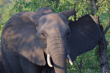 Fototapeta premium Afrikanischer Elefant / African elephant / Loxodonta africana