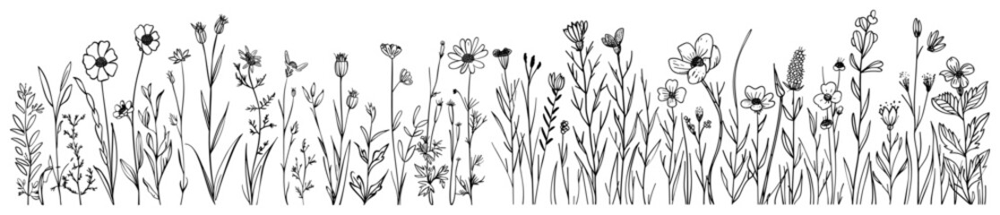 Wild field flower vector illustration, hand-drawn sketch style, floral element, nature spring background, garden grass, outline design, botanical drawing, wildflowers, spring flowers © aura studio