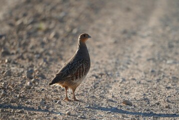 Grey Partridge (Perdix perdix)  on a Gravel Road at Sunset