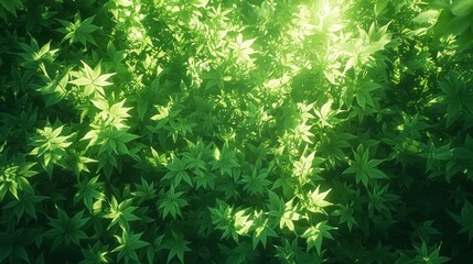 Lush green foliage, sunlight filtering through dense leaves, forest canopy, nature background