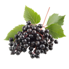 Elderberry berries isolated on white or transparent background, png clipart, design element. Easy to place on any other background.