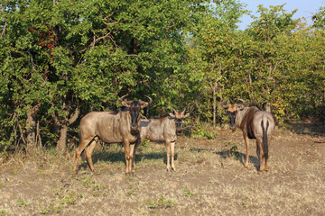 Fototapeta premium Streifengnu / Blue wildebeest / Connochaetes taurinus