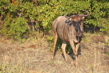 Streifengnu / Blue wildebeest / Connochaetes taurinus