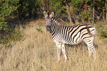 Steppenzebra / Burchell's zebra / Equus quagga burchellii