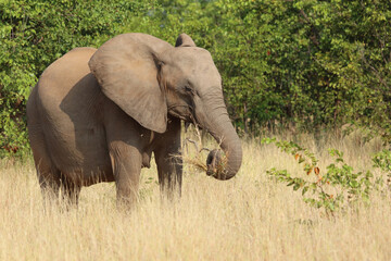 Afrikanischer Elefant / African elephant / Loxodonta africana