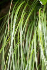 Green leaves of the Carex echinata Murray