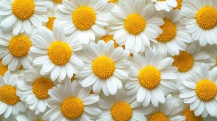 Fototapeta premium Fresh white and yellow daisies evenly spread out to create a cheerful and natural floral wallpaper.