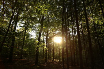 Obraz premium Forest bohemia czech republic luzicke hory