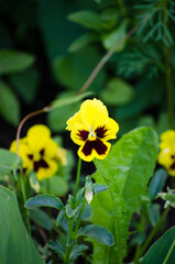 Pansies