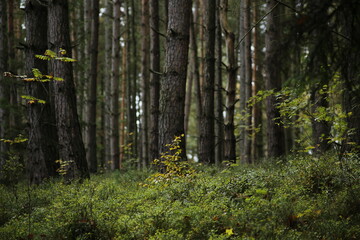 Forest bohemia czech republic luzicke hory
