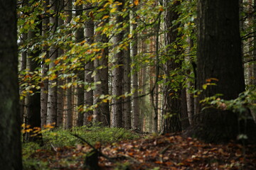 Forest bohemia czech republic luzicke hory
