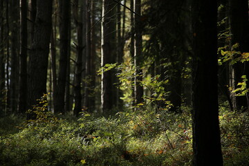 Forest bohemia czech republic luzicke hory
