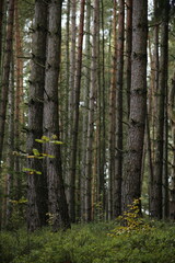 Naklejka premium Forest bohemia czech republic luzicke hory