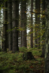 Fototapeta premium Forest bohemia czech republic luzicke hory