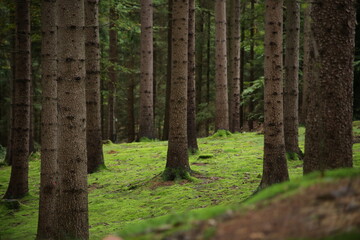 Forest bohemia czech republic luzicke hory