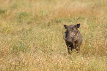 Warzenschwein / Warthog / Phacochoerus africanus