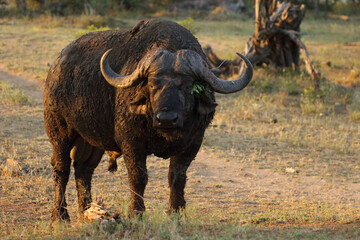 Obraz premium Kaffernbüffel / African buffalo / Syncerus caffer