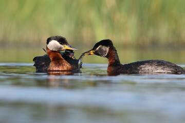 Perkoz rdzawoszyi (Podiceps grisegena), red-necked grebe  © Bartosz Rakoczy