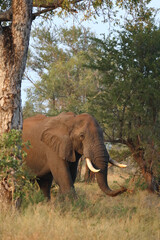 Fototapeta premium Afrikanischer Elefant / African elephant / Loxodonta africana