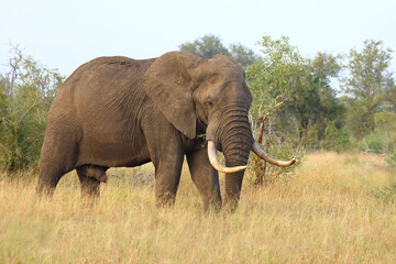 Fototapeta premium Afrikanischer Elefant / African elephant / Loxodonta africana..