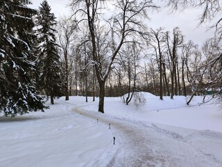 Snow covered trees in park