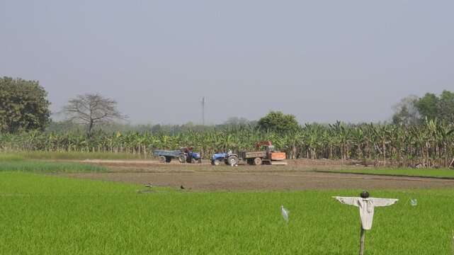 A scarecrow in a paddy field with jcb is working background