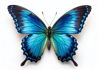 Giant Blue Swallowtail Butterfly on White Background - Perfect for Text Overlay