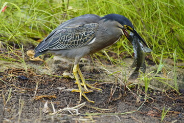 Green-backed bittern devouring a cichlid, (Butorides striata) Ardeidae family. Fortaleza Ceará, Brazil.