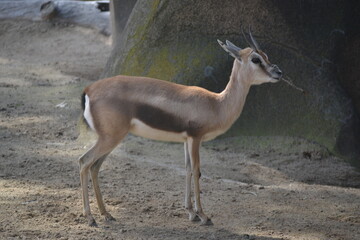 impala antelope in zoo