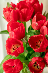 beautiful red tulips on a light background in a vase