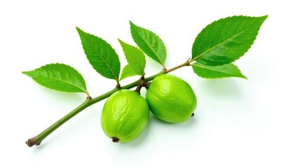 Fresh Ziziphus mauritiana branch with isolated leaf on white background, ziziphus mauritiana, fresh green