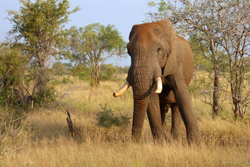 Obraz premium Afrikanischer Elefant / African elephant / Loxodonta africana