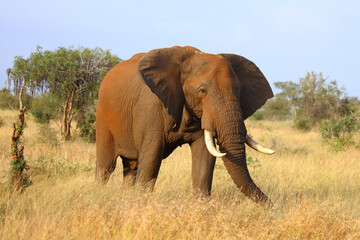 Afrikanischer Elefant / African elephant / Loxodonta africana..