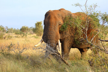 Afrikanischer Elefant / African elephant / Loxodonta africana