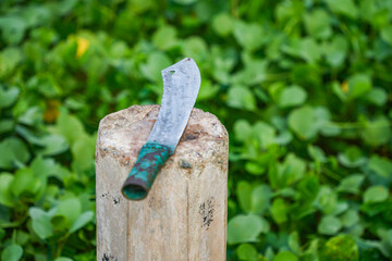 Machete for cracking coconuts in Sri Lanka, Asia