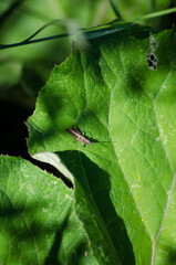 A grasshopper on a burdock