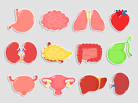 Human internal organs stickers. Cartoon human organ heart, liver, stomach, lungs, kidneys, pancreas, intestines, bladder, uterus, brain, spleen, bone, gallbladder. Internal organs stickers set