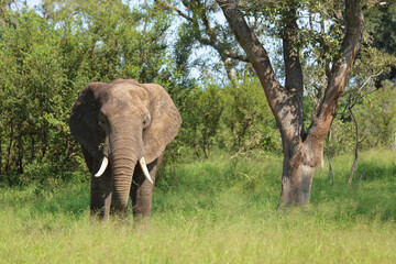 Afrikanischer Elefant / African elephant / Loxodonta africana