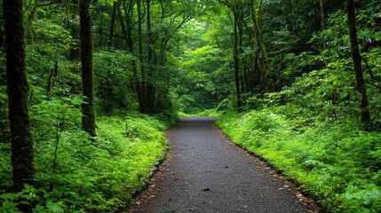 Fototapeta premium Lush Green Forest Path on Overcast Day