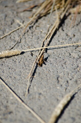 A grasshopper on the asphalt