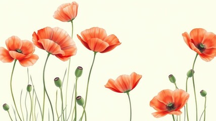 Obraz premium Delicate red poppy flowers blooming in a soft light green pastel seamless background watercolor style, minimalist design, pastel colors