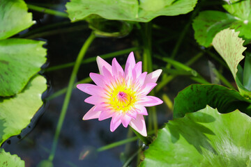 beautiful water lily in bloom between green leaves