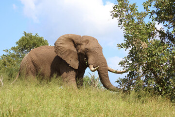 Afrikanischer Elefant / African elephant / Loxodonta africana..