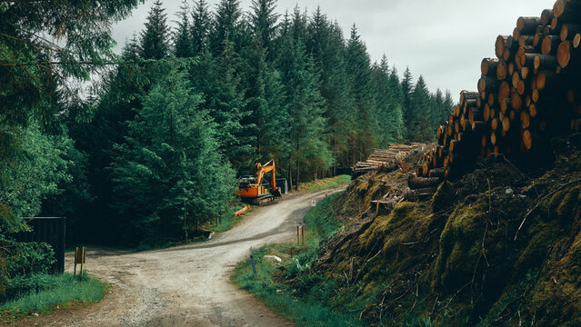 mountain road in the forest