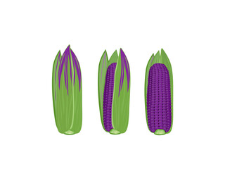 Zea mays indurata on a white back ground.